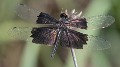 Rhyothemis braganza female (8 of 8)